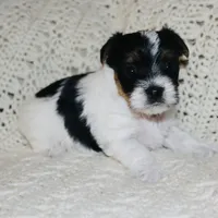 Yorkie AKC Parti, a male Yorkshire Terrier for sale in Adairsville, GA – Photo 7 of 9