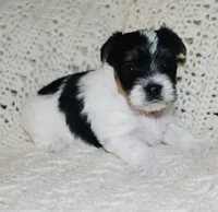 Yorkie AKC Parti, a male Yorkshire Terrier for sale in Adairsville, GA – Photo 7 of 9