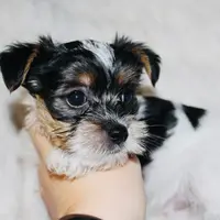 Yorkie AKC Parti, a male Yorkshire Terrier for sale in Adairsville, GA – Photo 3 of 9