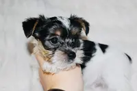 Yorkie AKC Parti, a male Yorkshire Terrier for sale in Adairsville, GA – Photo 3 of 9