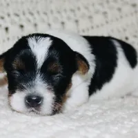 Yorkie AKC Parti, a male Yorkshire Terrier for sale in Adairsville, GA – Photo 8 of 9