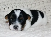 Yorkie AKC Parti, a male Yorkshire Terrier for sale in Adairsville, GA – Photo 8 of 9