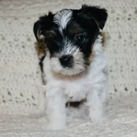 Yorkie AKC Parti, a male Yorkshire Terrier for sale in Adairsville, GA – Photo 4 of 9