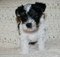 Yorkie AKC Parti, a male Yorkshire Terrier for sale in Adairsville, GA – Photo 4 of 9