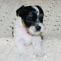 Yorkie AKC Parti, a male Yorkshire Terrier for sale in Adairsville, GA – Photo 6 of 9