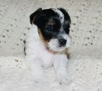 Yorkie AKC Parti, a male Yorkshire Terrier for sale in Adairsville, GA – Photo 6 of 9