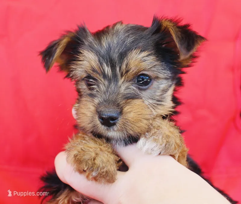 AKC Ohana  – Yorkshire Terrier puppy for sale in Adairsville, GA