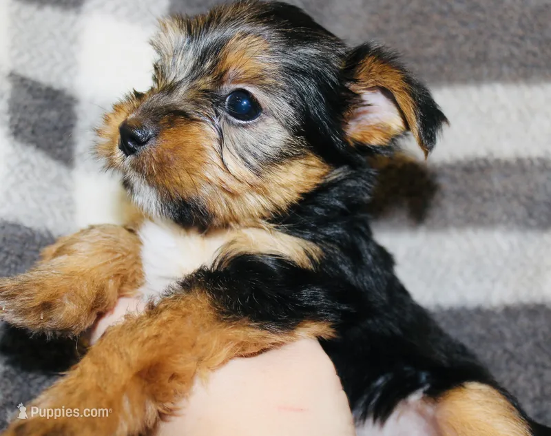 AKC Ohana  – Yorkshire Terrier puppy for sale in Adairsville, GA