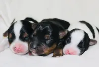 AKC Ohana , a female Yorkshire Terrier for sale in Adairsville, GA – Photo 4 of 4