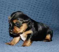 AKC Ohana , a female Yorkshire Terrier for sale in Adairsville, GA – Photo 2 of 4
