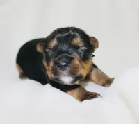 AKC Ohana , a female Yorkshire Terrier for sale in Adairsville, GA – Photo 3 of 4