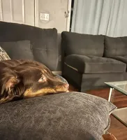 Luna, a female Australian Shepherd for sale in Adairsville, GA – Photo 3 of 4