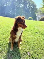 Luna, a female Australian Shepherd for sale in Adairsville, GA – Photo 1 of 4