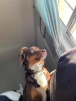 Luna, a female Australian Shepherd for sale in Adairsville, GA – Photo 2 of 4