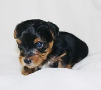 AKC Snow, a male Yorkshire Terrier for sale in Adairsville, GA – Photo 2 of 3