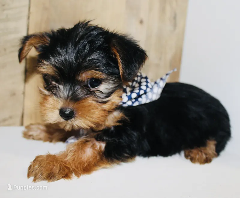 AKC Snow – Yorkshire Terrier puppy for sale in Adairsville, GA
