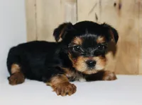 AKC Snow, a male Yorkshire Terrier for sale in Adairsville, GA – Photo 1 of 3