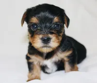 AKC Snow, a male Yorkshire Terrier for sale in Adairsville, GA – Photo 3 of 3