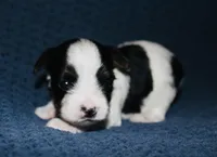 AKC Stitch, a male Yorkshire Terrier for sale in Adairsville, GA – Photo 1 of 3