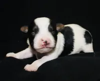 AKC Stitch, a male Yorkshire Terrier for sale in Adairsville, GA – Photo 2 of 3