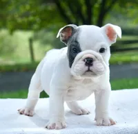 Leo, a male English Bulldog for sale in Capon Bridge, WV – 6 of 8