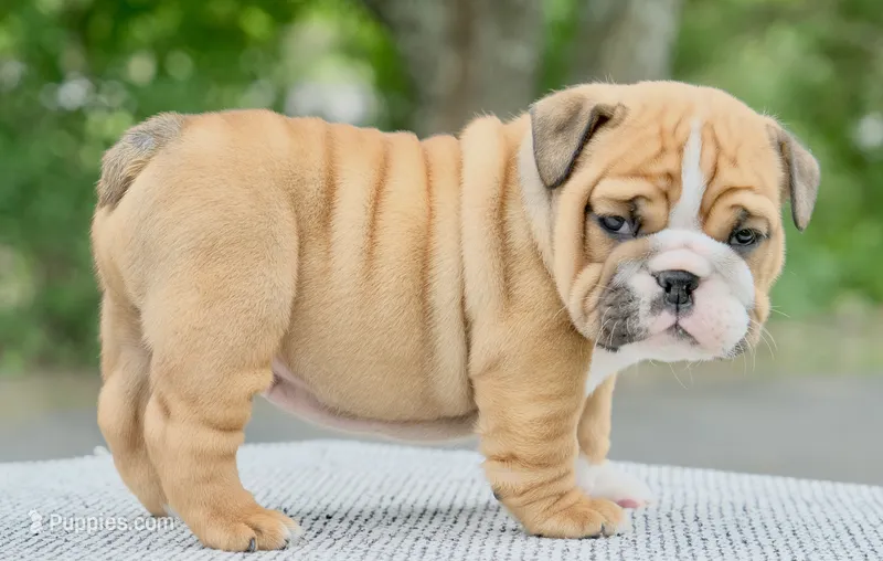 Mack – English Bulldog puppy for sale in Capon Bridge, WV