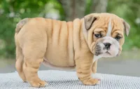 Mack, a male English Bulldog for sale in Capon Bridge, WV – 1 of 5