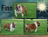Ellie, a female English Bulldog for sale in Capon Bridge, WV – 5 of 6