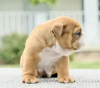 Bentley, a male English Bulldog for sale in Capon Bridge, WV – 3 of 7