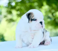 Lily, a female English Bulldog for sale in Capon Bridge, WV – 3 of 6