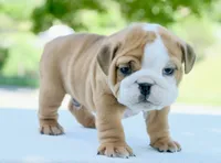 Bentley, a male English Bulldog for sale in Capon Bridge, WV – 3 of 7