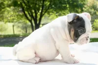 Leo, a male English Bulldog for sale in Capon Bridge, WV – 4 of 8