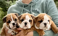 Lainey, a female English Bulldog for sale in Capon Bridge, WV – 5 of 5