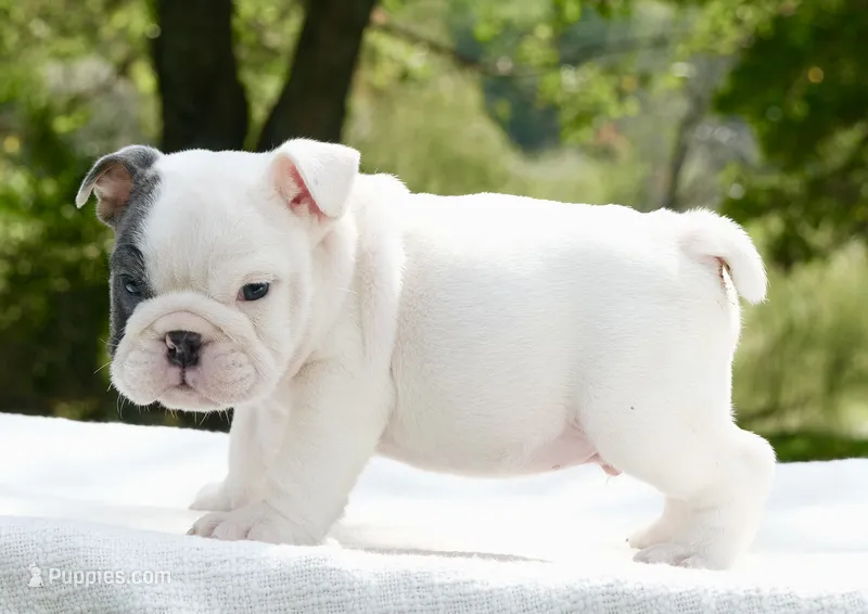Leo – English Bulldog puppy for sale in Capon Bridge, WV