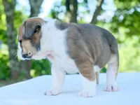 Ellie, a female English Bulldog for sale in Capon Bridge, WV – 3 of 6