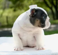 Leo, a male English Bulldog for sale in Capon Bridge, WV – 5 of 8