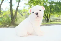 Harper, a female English Bulldog for sale in Capon Bridge, WV – 4 of 6