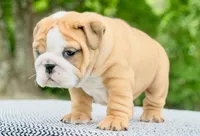 Lainey, a female English Bulldog for sale in Capon Bridge, WV – 2 of 5