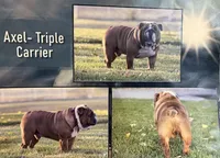 Bentley, a male English Bulldog for sale in Capon Bridge, WV – 7 of 7