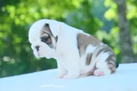 Lily, a female English Bulldog for sale in Capon Bridge, WV – 5 of 6