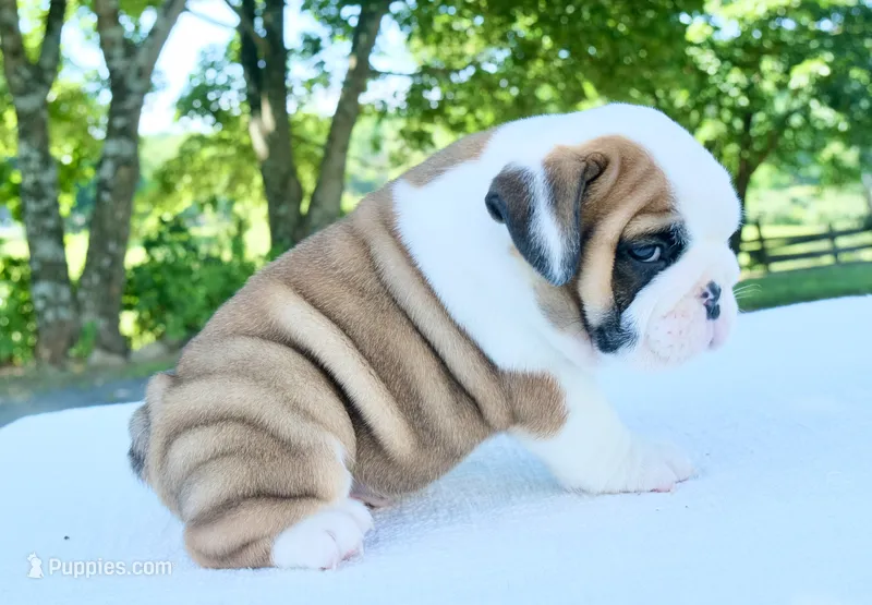 Charlie – English Bulldog puppy for sale in Capon Bridge, WV