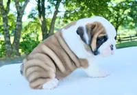 Charlie, a male English Bulldog for sale in Capon Bridge, WV – 1 of 10