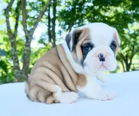 Charlie, a male English Bulldog for sale in Capon Bridge, WV – 2 of 10