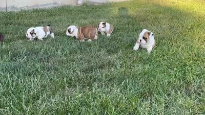 Charlie, a male English Bulldog for sale in Capon Bridge, WV – 10 of 10