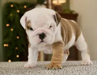 Jack , a male English Bulldog for sale in Capon Bridge, WV – Photo 2 of 7