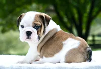 George, a male English Bulldog for sale in Capon Bridge, WV – 2 of 7