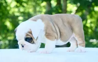 Charlie, a male English Bulldog for sale in Capon Bridge, WV – 4 of 10