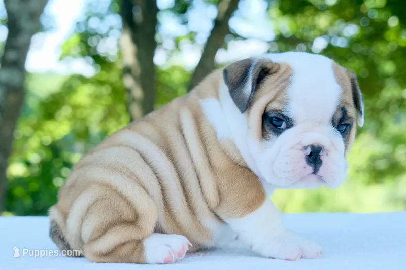 Tucker – English Bulldog puppy for sale in Capon Bridge, WV