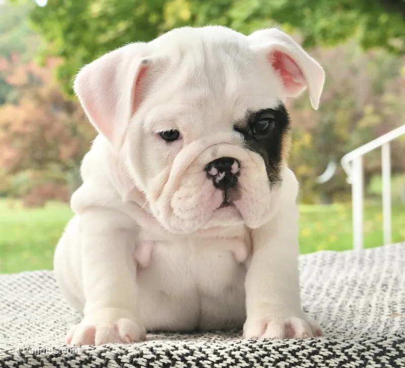 Mia – English Bulldog puppy for sale in Capon Bridge, WV