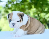 Ivy, a female English Bulldog for sale in Capon Bridge, WV – 2 of 6